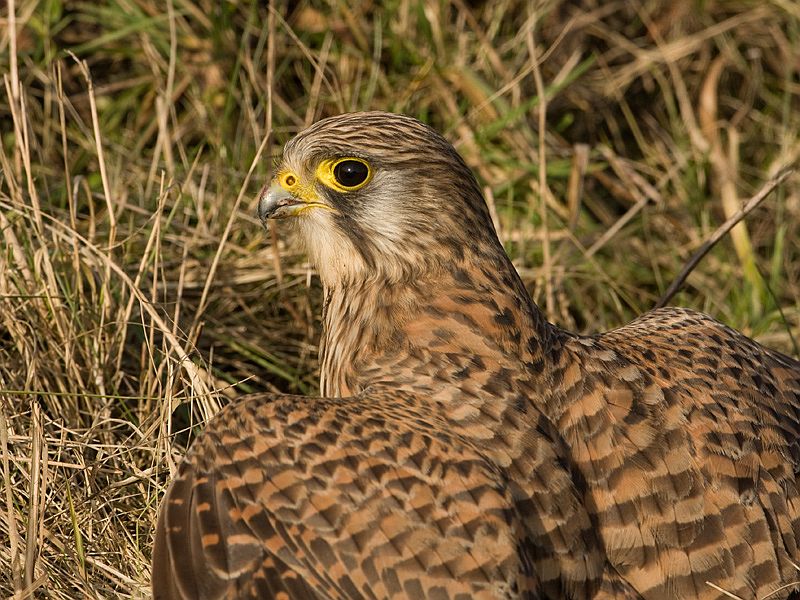 Falco tinnunculus Common Kestrel Torenvalk